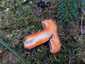 Lucfenyvesi rizike (Lactarius deterrimus), Őrség